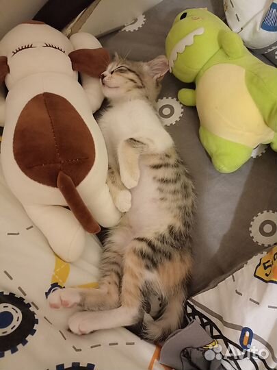 Котенок