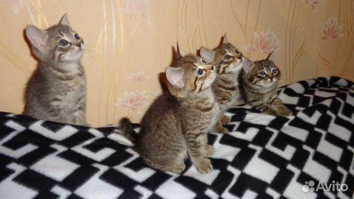 Отдадим в добрые руки трёх замечательных котят