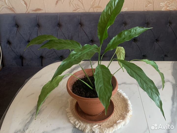 Спатифиллум