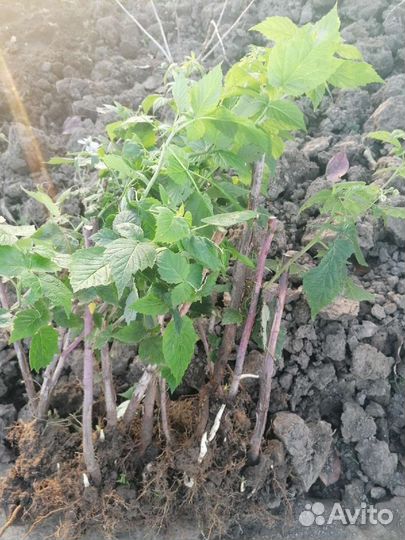 Малина, ожина