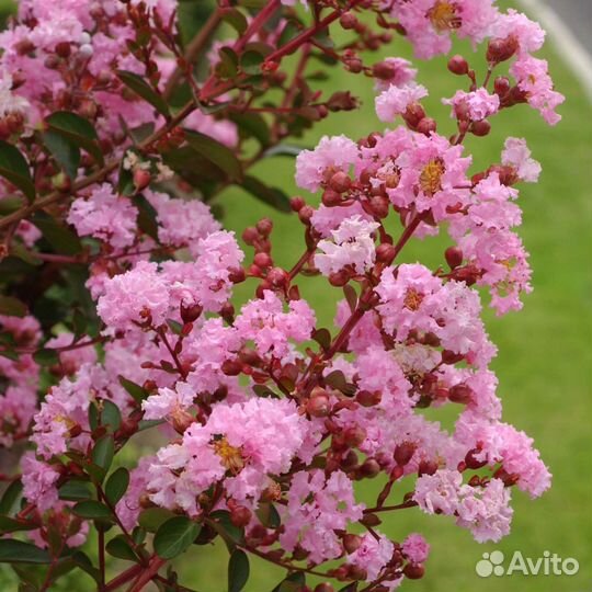 Лагерстремия