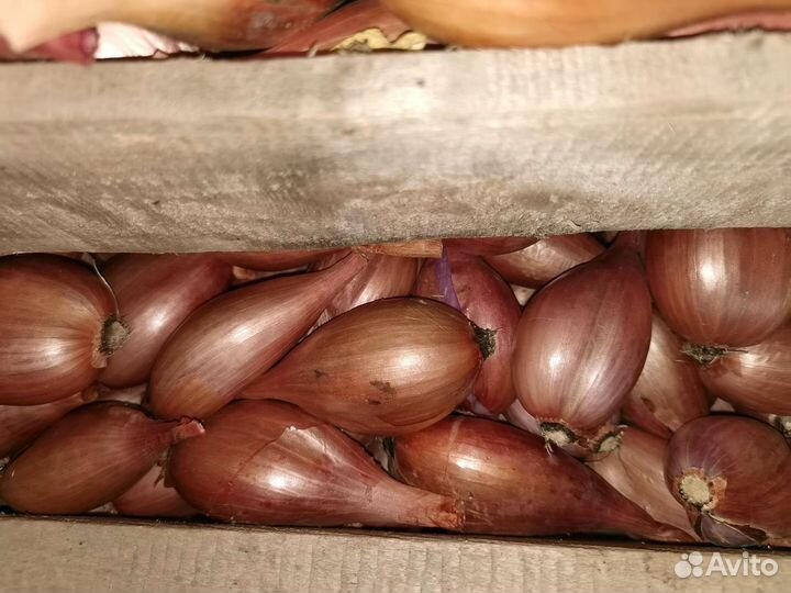 Лук шалот, лук шалот (севок)