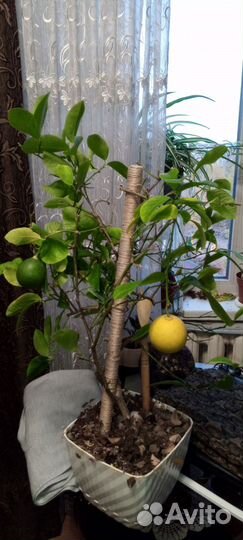 Лимон, сорт Павловский