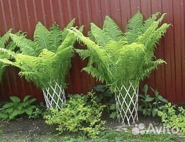 Папоротник и другие декоративные
