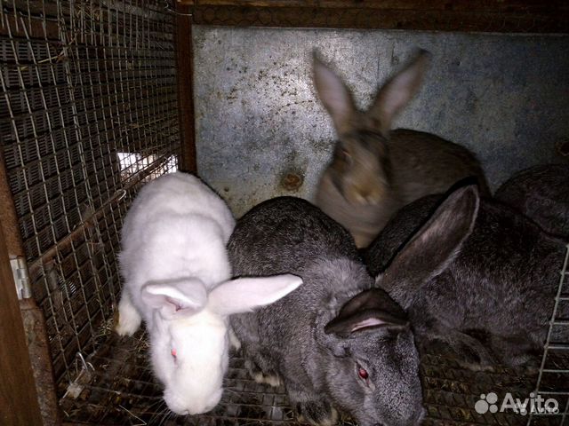 Птичий рынок старый оскол. Авито старый оскол животные. Авито старый оскол животные. Птичий клуб старый оскол. Зайкин дом в парке сказка.