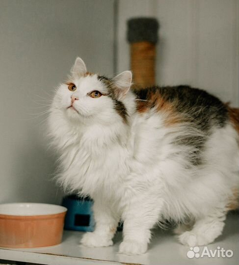 Красивая кошечка Агата в добрые руки