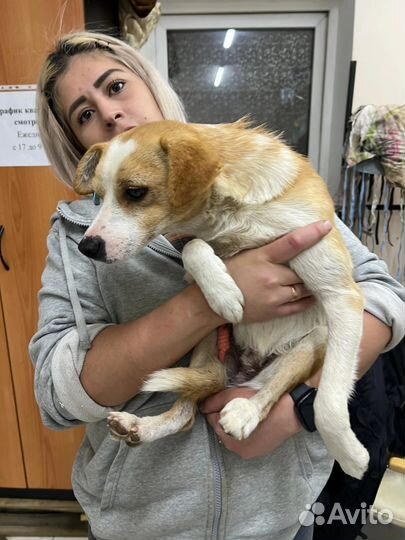 Собака в добрые руки