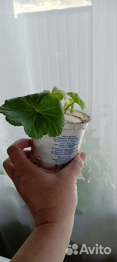 Пеларгония герань