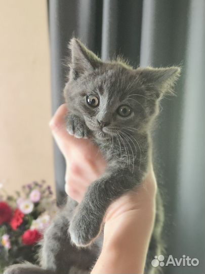 Котёнок мальчик