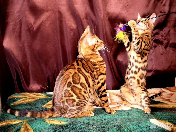 Котята бенгалы