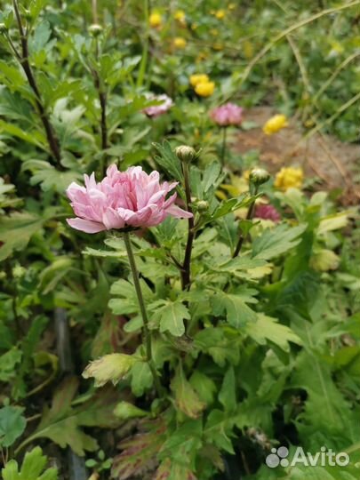 Корни веточной хризантемы