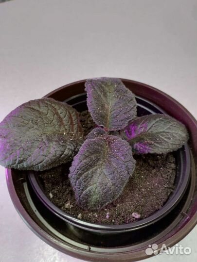 Комнатные цветы- эписция и герань