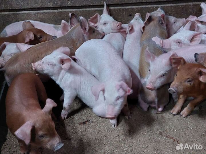 Поросята мясной и мясо-сальной породы