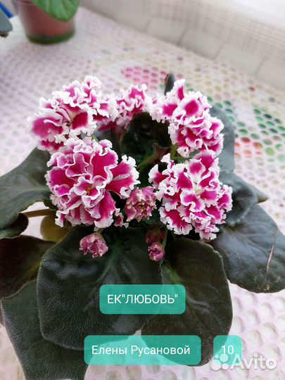 Фиалки,Глоксинии