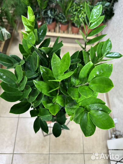 Замиокулькас