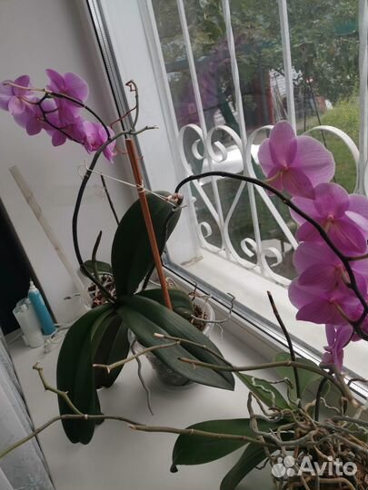 Орихидея