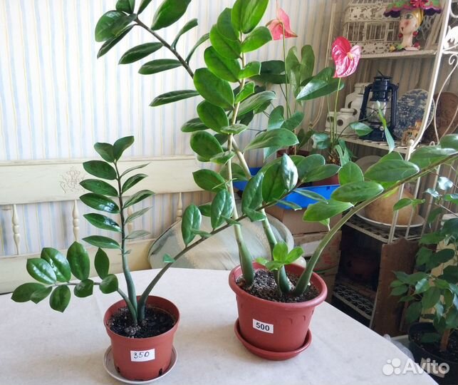 Фикусы Замиокулькас