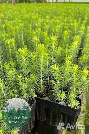 Зкс и окс Сосна Ель Лиственница сеянцы Голуб горн