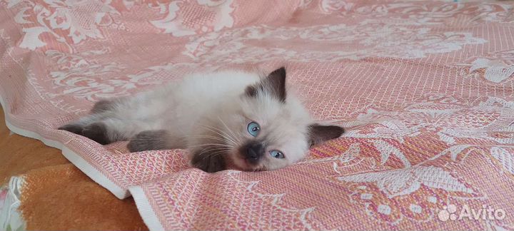 Невская маскарадная