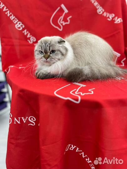 Хайленд скоттиш