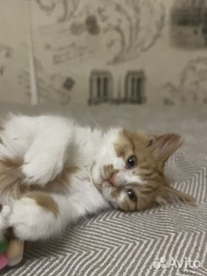 Рыжий котенок