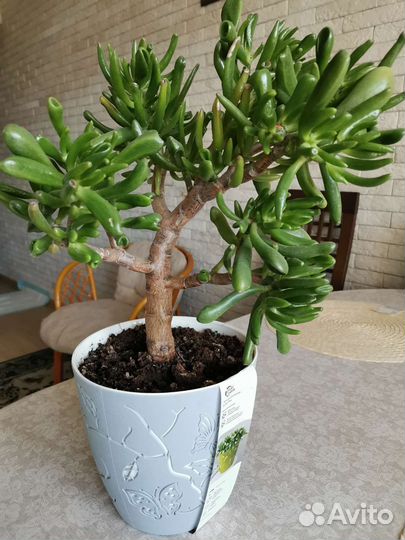 Крассула хоббит