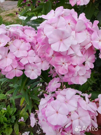 Флоксы сортовые