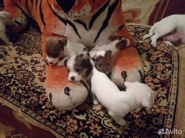 Щенки Джек рассел терьер