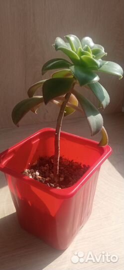 Эониум Киви