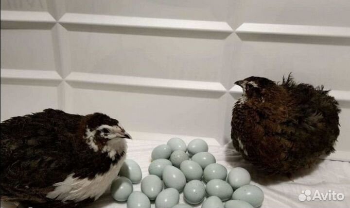 Яйца, мясо перепела, цыплята