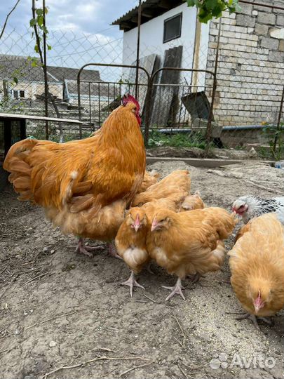 Куры Орпинктон