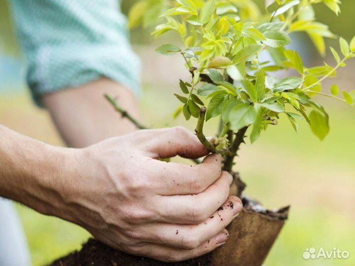 Земля плодородная