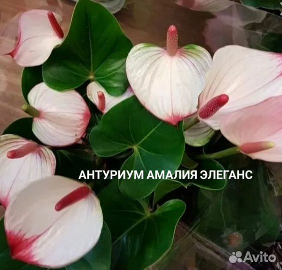Антуриумы сортовые 15 видов