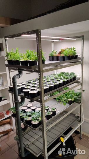 Наставничество в сфере ситифермерства