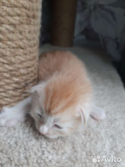 Мейн- кун красное серебро