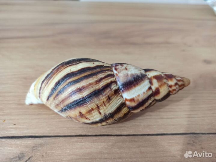 Морская раковина