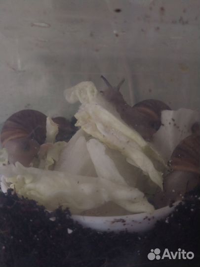 Улитки архахатины