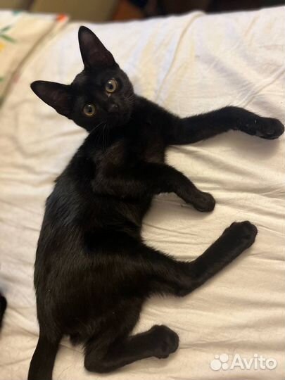 Бомбеская порода