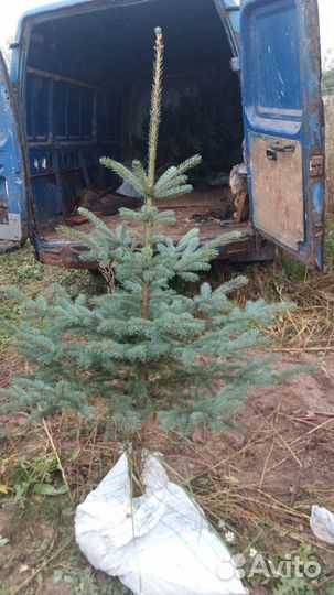 Ель голубая