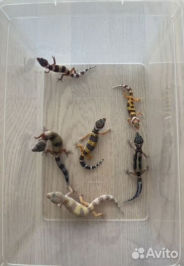 Геккон эублефар