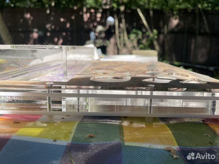 Муравьиная ферма AntPlanet