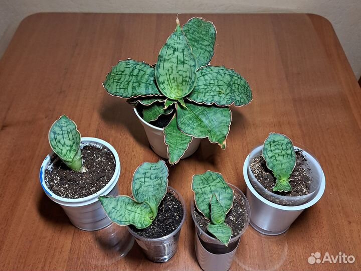 Сансевиерия кирки сильвер блю