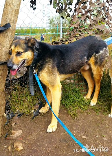 Собаке очень нужен дом