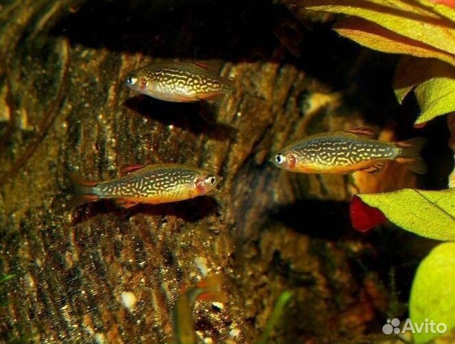 Микрорасбора галактика