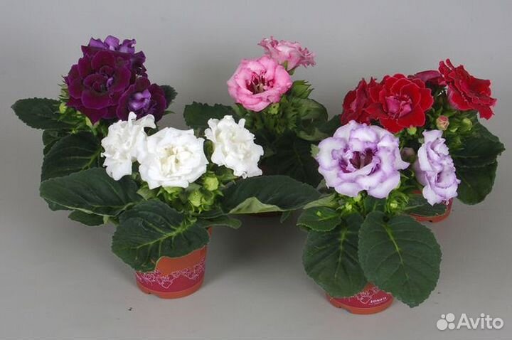 Цветущие,клубни,листья,детки глоксиний,доставка