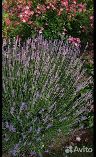 Лаванда, гортензия Лето