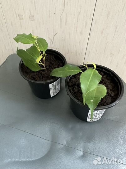 Фикус бенджамина пестролистный и зеленый