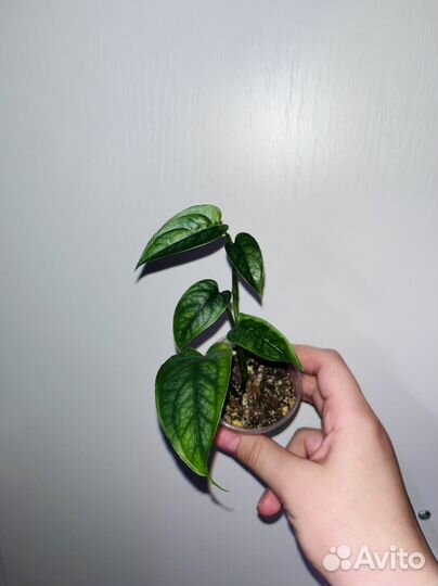 Комнатные растния