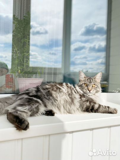 Мейн-кун вязка