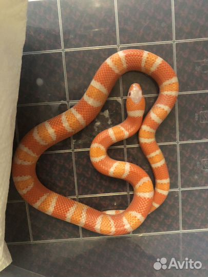 Молочная змея